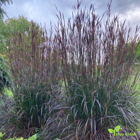 20 seeds of Big Bluestem - ANDROPOGON GERARDII - Turkeyfoot  + Gift 5 seeds of Sunflower