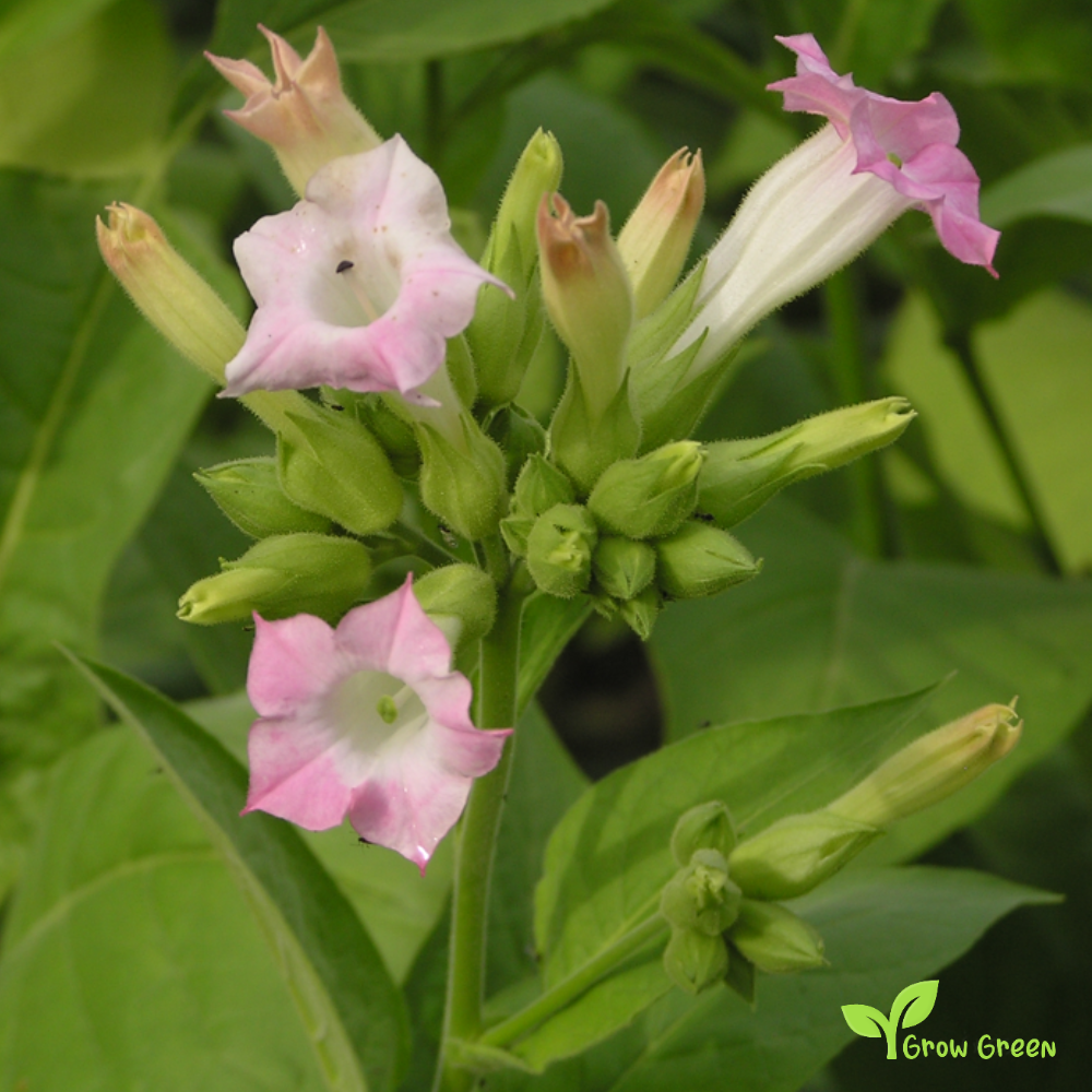 20 seeds of Tobacco - NICOTIANA TABACUM + Gift 5 seeds of Sunflower