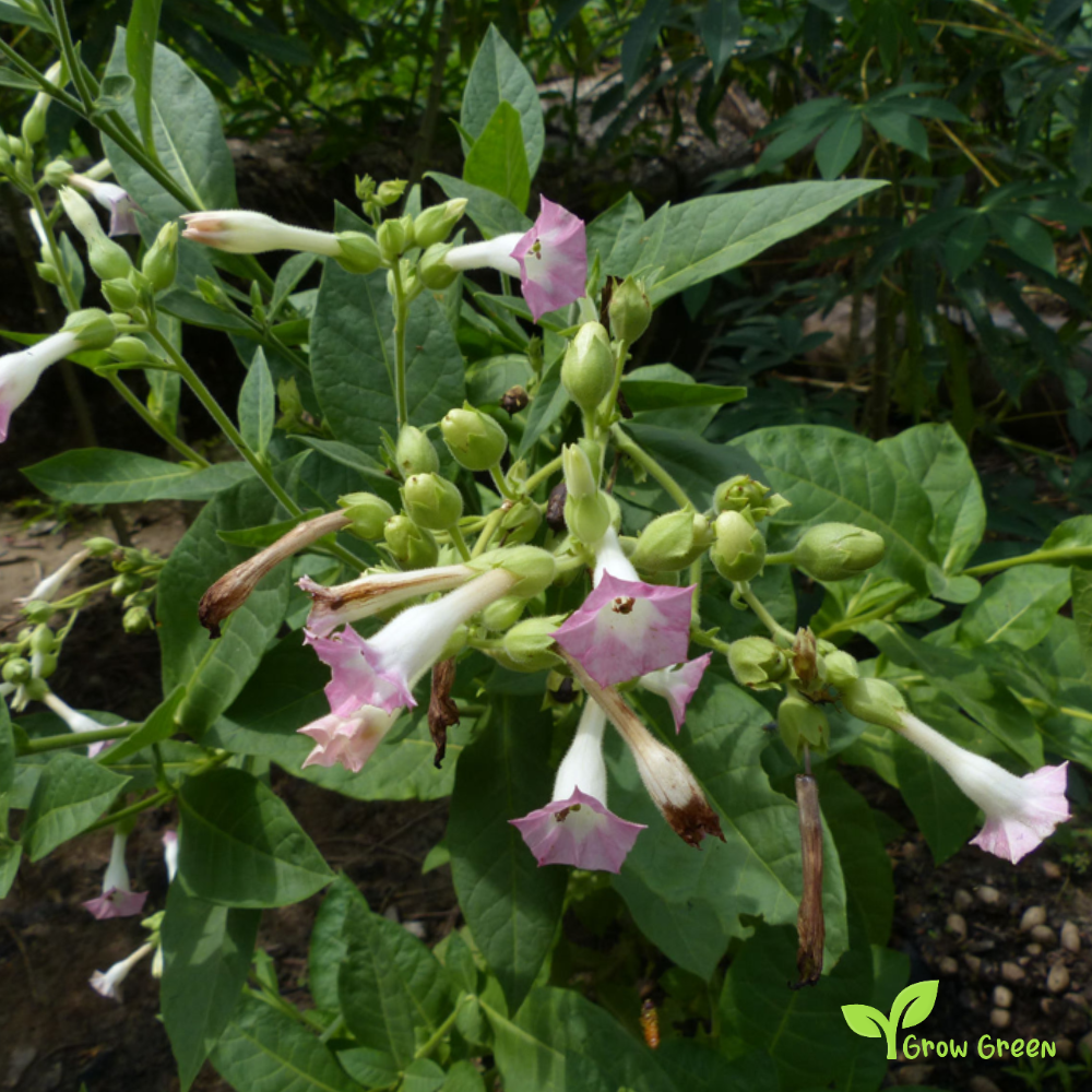 20 seeds of Tobacco - NICOTIANA TABACUM + Gift 5 seeds of Sunflower