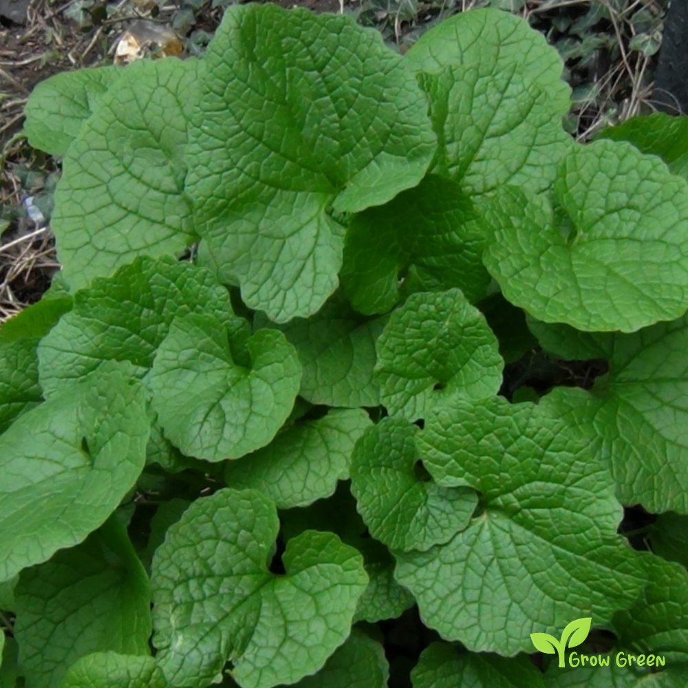 10 seeds of Garlic Mustard - Alliaria Petiolata + Gift 5 seeds of Sunflower