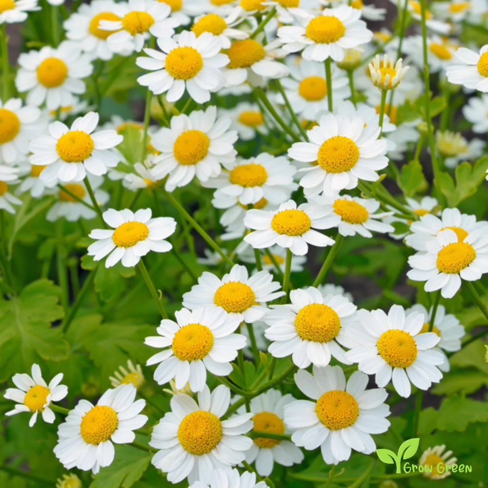 20 seeds of Chrysanthemum Feverfew - TANACETUM  PARTHENIUM + Gift 5 seeds of Sunflower