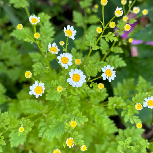 20 seeds of Chrysanthemum Feverfew - TANACETUM  PARTHENIUM + Gift 5 seeds of Sunflower