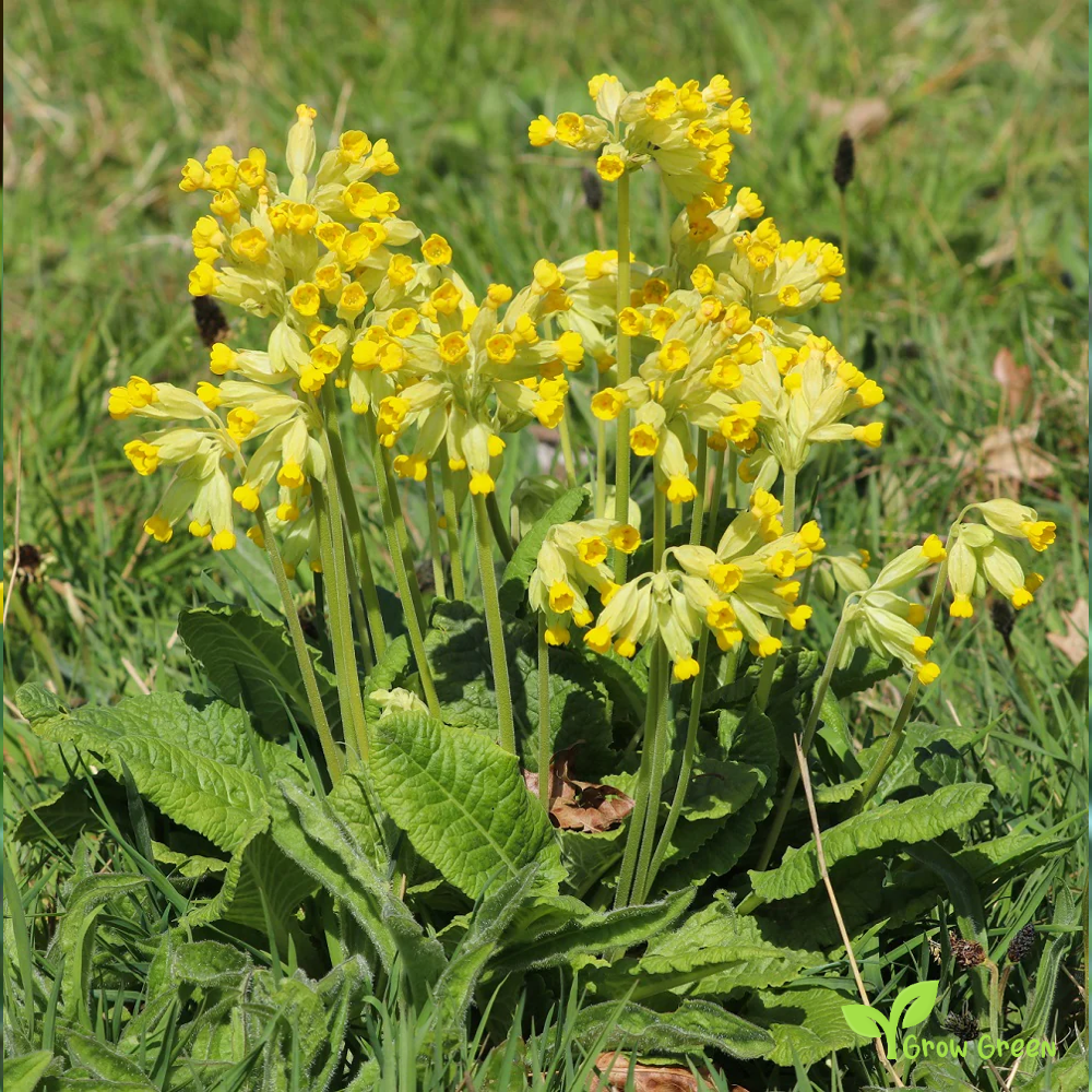 30 seeds of Cowslip - PRIMULA VERIS - Primrose + Gift 5 seeds of Sunflower