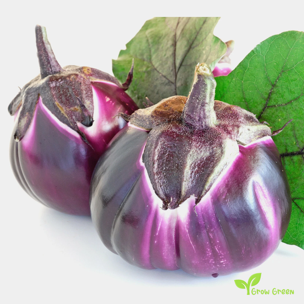 20 seeds of Aubergine Violetta di Firenze - SOLANUM MELONGENA + Gift 5 seeds of Sunflower