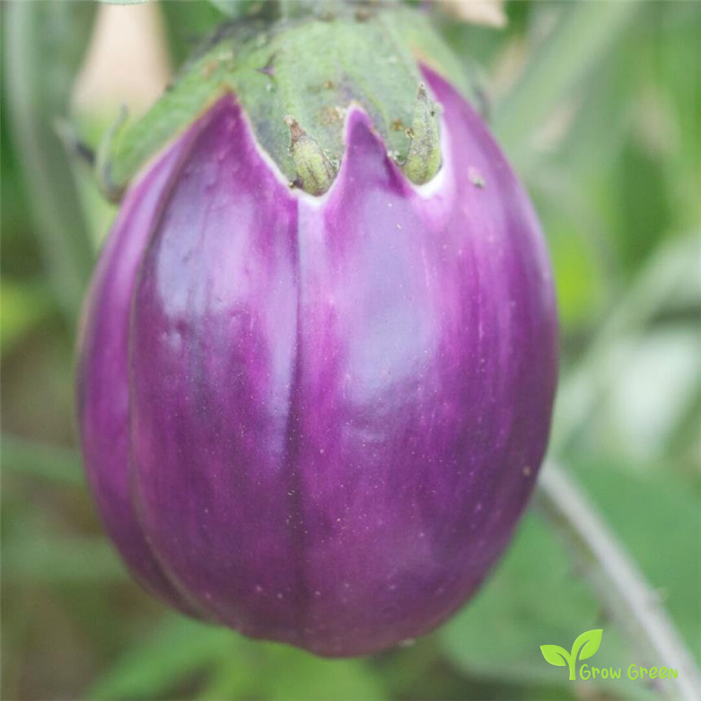20 seeds of Aubergine Violetta di Firenze - SOLANUM MELONGENA + Gift 5 seeds of Sunflower