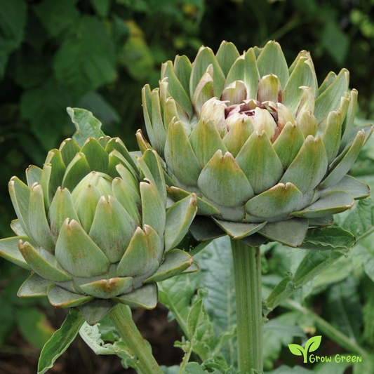 30 seeds of Artichoke Globe - CYNARA CARDUNCULUS + Gift 5 seeds of Sunflower