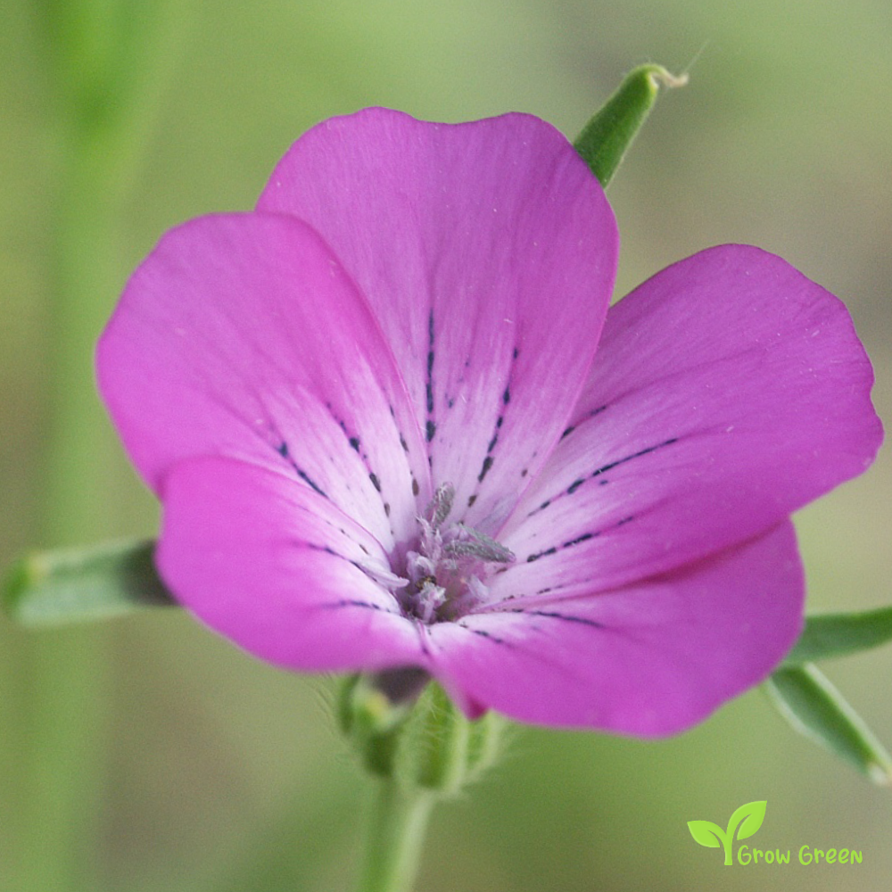 20 seeds of Corncockle - AGROSTEMMA GITHAGO + Gift 5 seeds of Sunflower