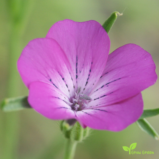 20 seeds of Corncockle - AGROSTEMMA GITHAGO + Gift 5 seeds of Sunflower