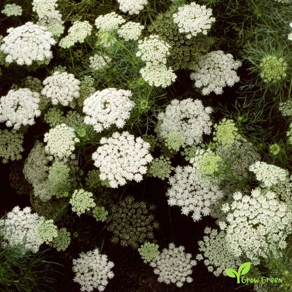 20 seeds of Toothpick Plant - VISNAGA DAUCOIDES + Gift 5 seeds of Sunflower