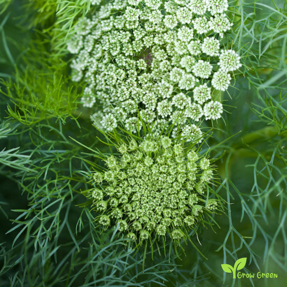 20 seeds of Toothpick Plant - VISNAGA DAUCOIDES + Gift 5 seeds of Sunflower