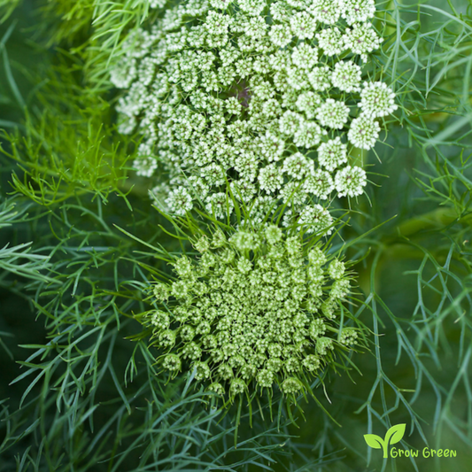 20 seeds of Toothpick Plant - VISNAGA DAUCOIDES + Gift 5 seeds of Sunflower