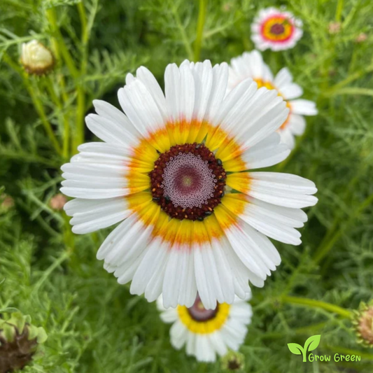 20 seeds of Chrysanthemum Painted Daisy - TANACETUM  PARTHENIUM + Gift 5 seeds of Sunflower