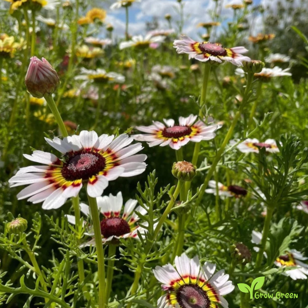 20 seeds of Chrysanthemum Painted Daisy - TANACETUM  PARTHENIUM + Gift 5 seeds of Sunflower