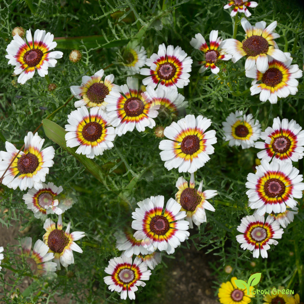 20 seeds of Chrysanthemum Painted Daisy - TANACETUM  PARTHENIUM + Gift 5 seeds of Sunflower