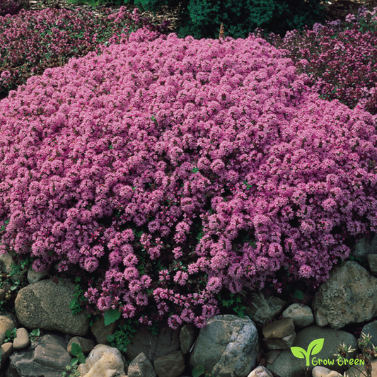 20 seeds of Breckland Thyme - THYMUS SERPYLLUM + Gift 5 seeds of Sunflower