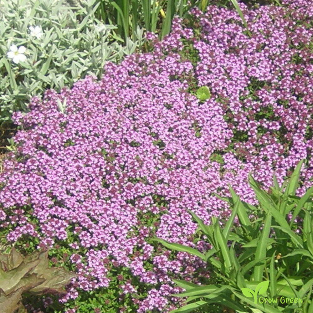 20 seeds of Breckland Thyme - THYMUS SERPYLLUM + Gift 5 seeds of Sunflower