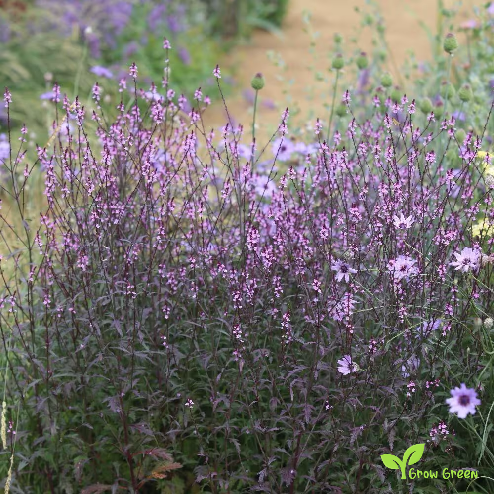 20 seeds of Verbena - VERBENA OFFICINALIS + Gift 5 seeds of Sunflower