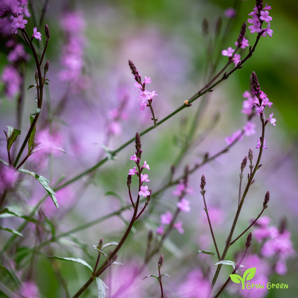 20 seeds of Verbena - VERBENA OFFICINALIS + Gift 5 seeds of Sunflower