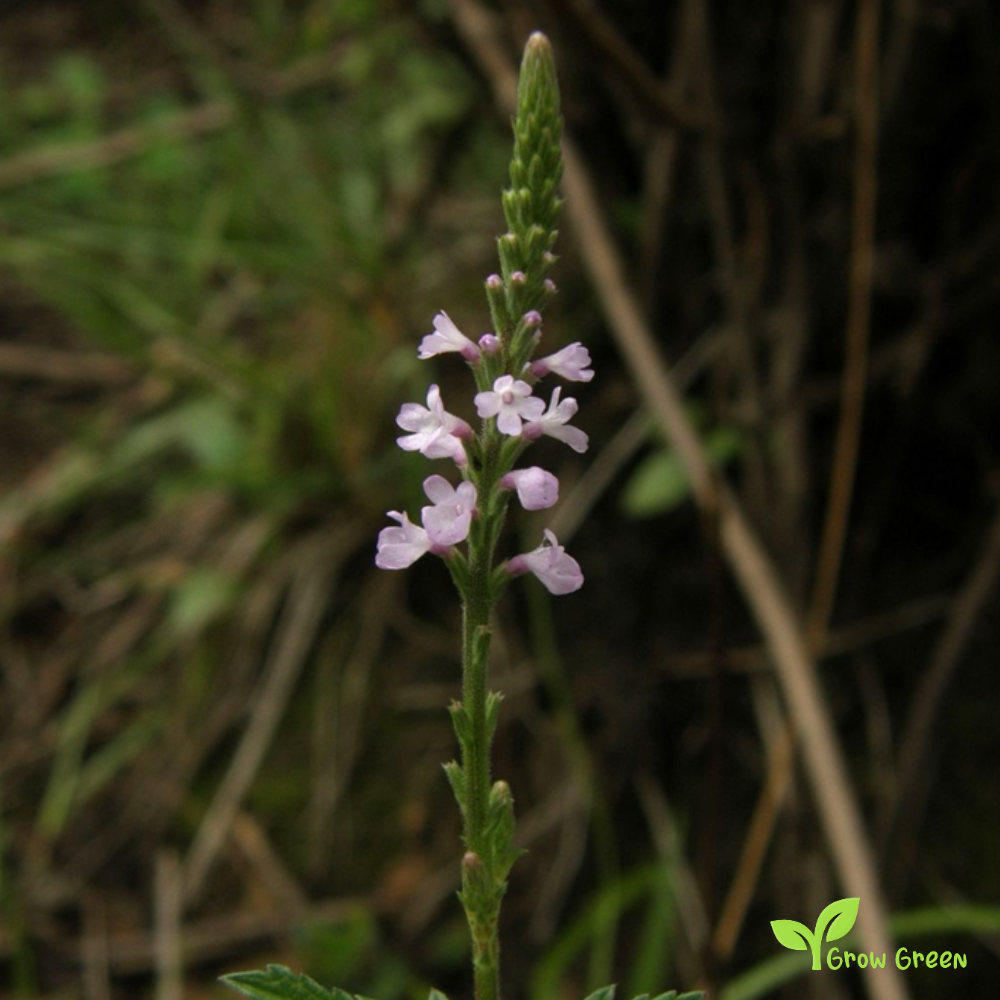 20 seeds of Verbena - VERBENA OFFICINALIS + Gift 5 seeds of Sunflower