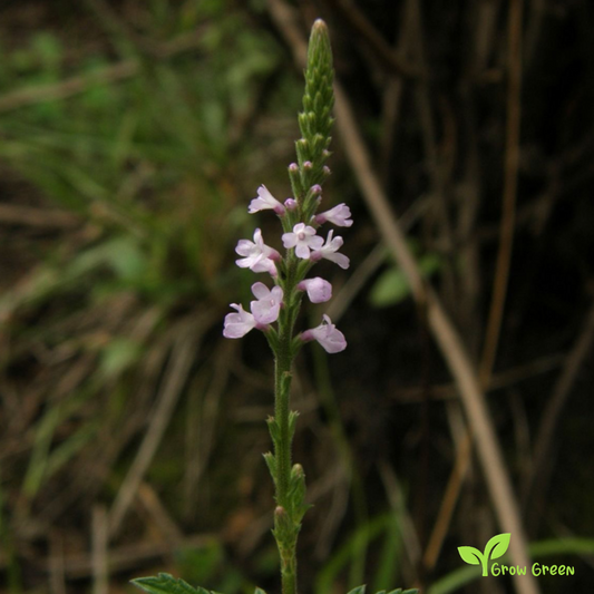 20 seeds of Verbena - VERBENA OFFICINALIS + Gift 5 seeds of Sunflower