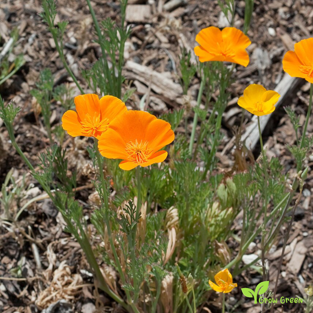 20 seeds of Eschscholzia Californica - Orange Poppy + Gift 5 seeds of Sunflower