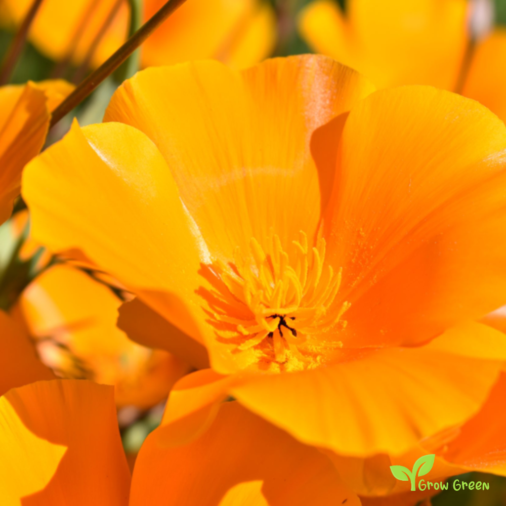 20 seeds of Eschscholzia Californica - Orange Poppy + Gift 5 seeds of Sunflower