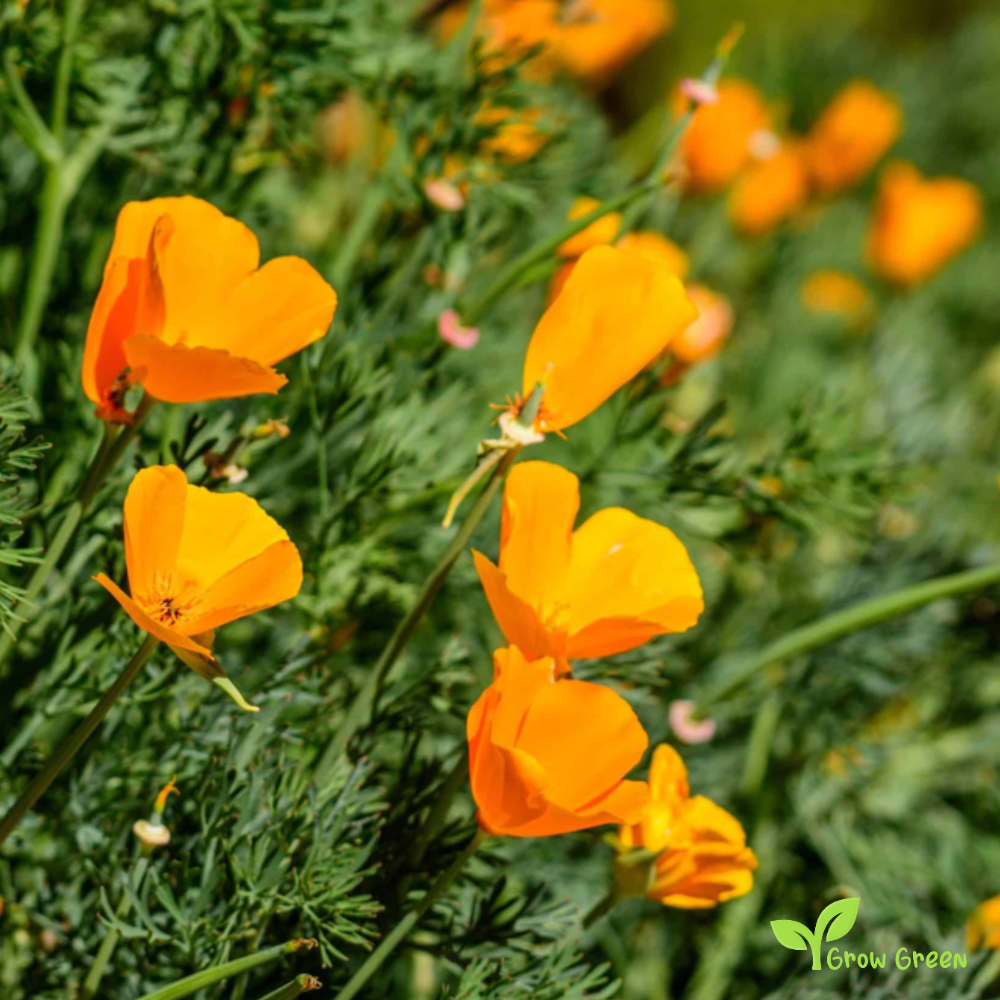 20 seeds of Eschscholzia Californica - Orange Poppy + Gift 5 seeds of Sunflower