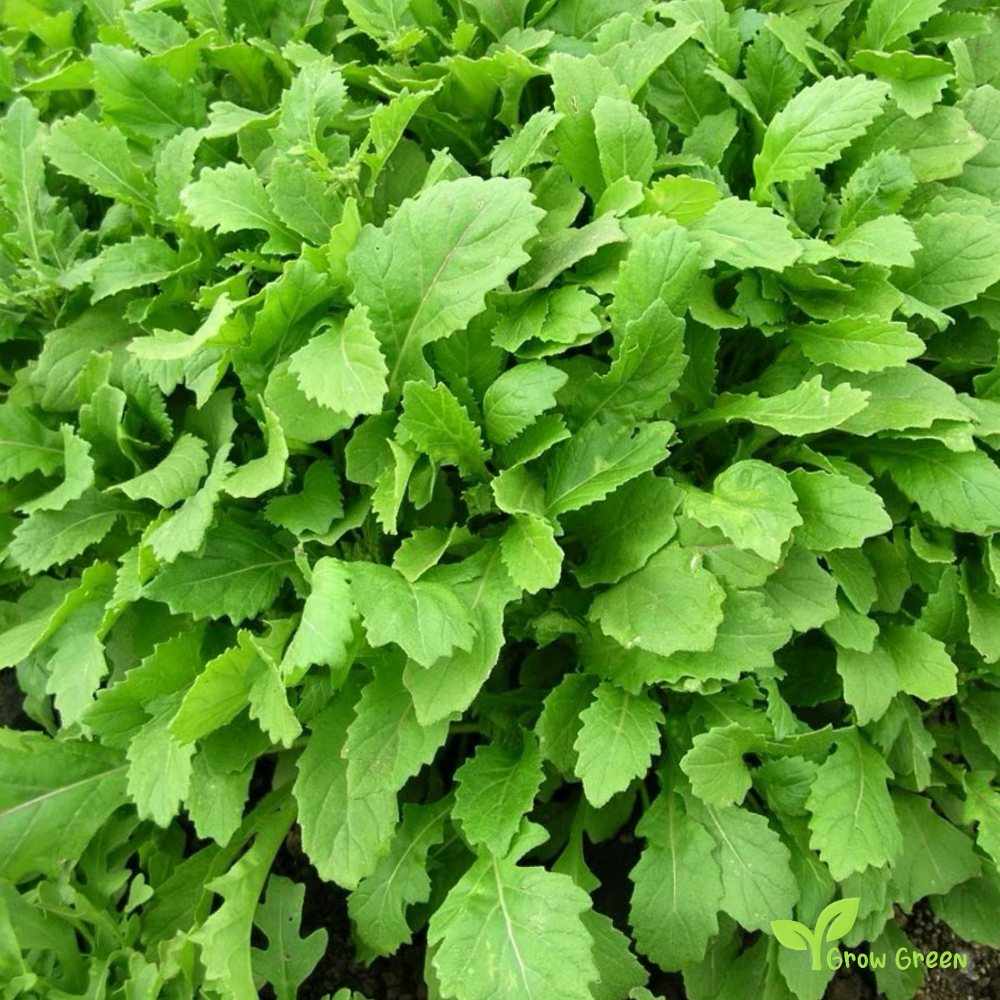 20 seeds of Wasabi Rocket - ERUKA VESICARIA + Gift 5 seeds of Sunflower