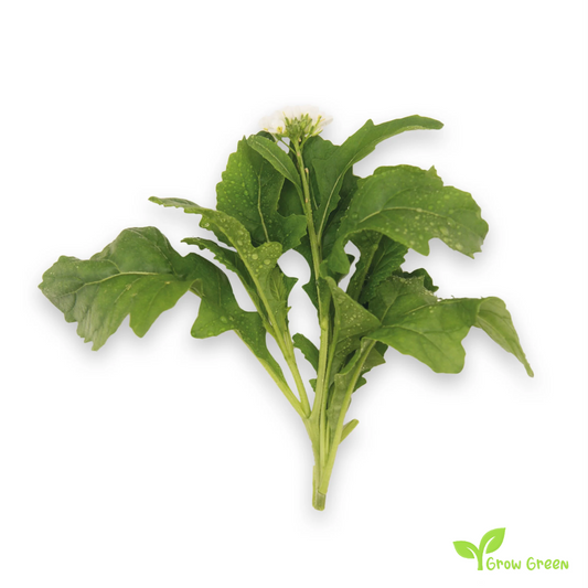20 seeds of Wasabi Rocket - ERUKA VESICARIA + Gift 5 seeds of Sunflower