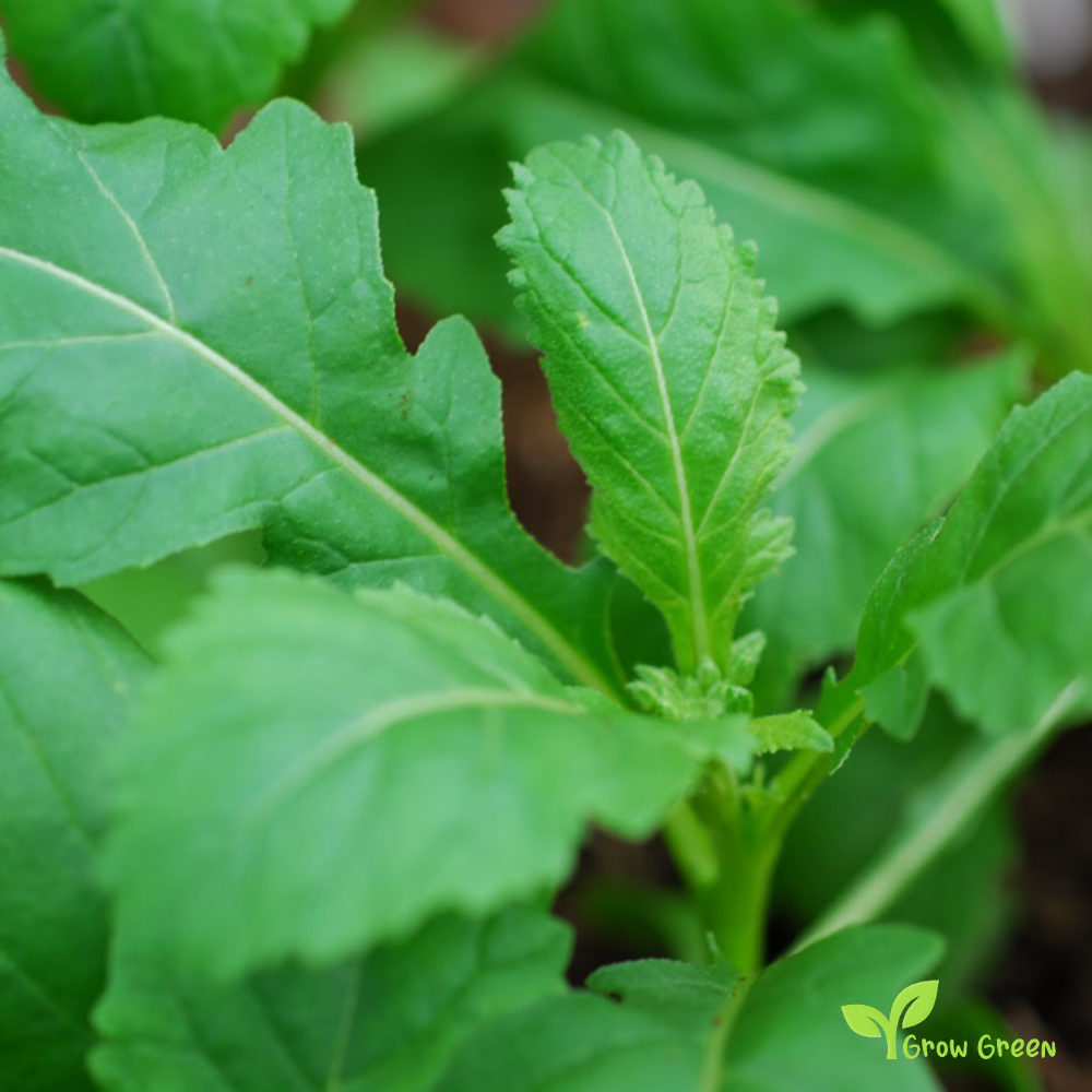 20 seeds of Wasabi Rocket - ERUKA VESICARIA + Gift 5 seeds of Sunflower
