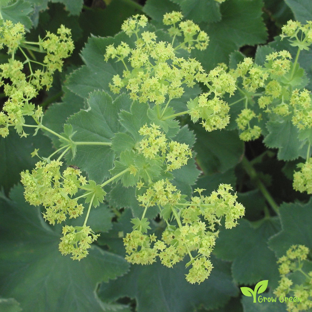 20 seeds of Garden Lady's-Mantle - ALCHEMILLA MOLLIS + Gift 5 seeds of Sunflower