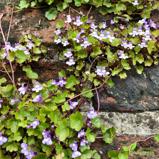 20 seeds of Kenilworth Ivy - CYMBALARIA MURALIS + Gift 5 seeds of Sunflower