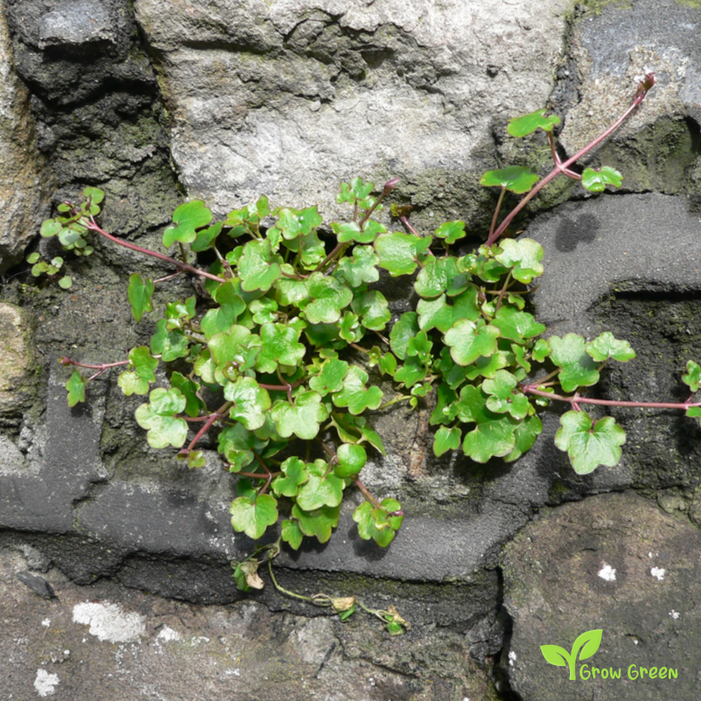 Kenilworth Ivy (cymbalaria muralis) | 20 seeds