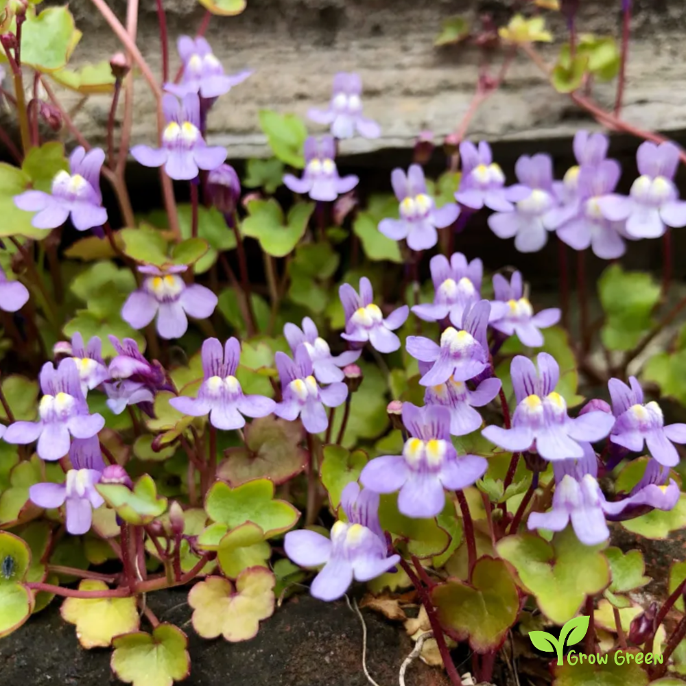 Kenilworth Ivy (cymbalaria muralis) | 20 seeds
