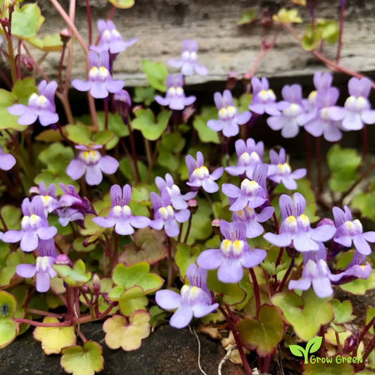20 seeds of Kenilworth Ivy - CYMBALARIA MURALIS + Gift 5 seeds of Sunflower