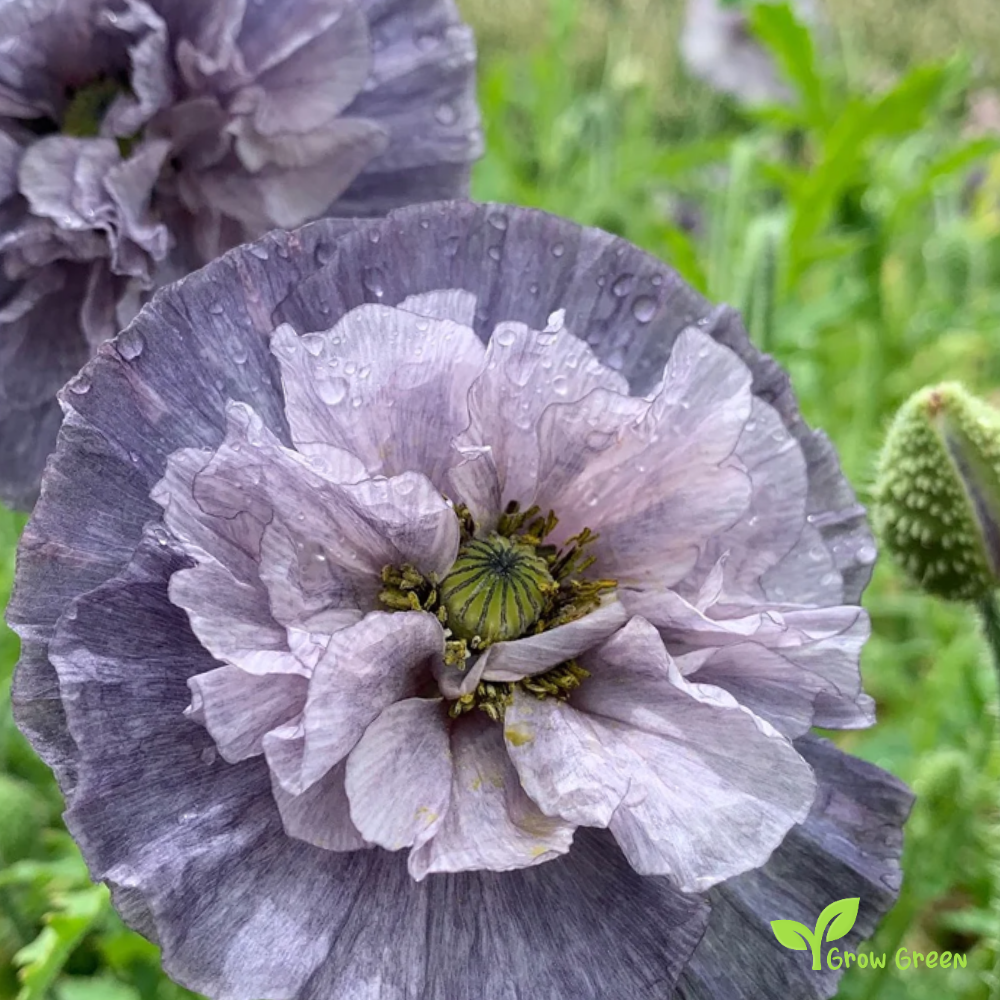 10 seeds of Grey Poppy 10 - PAPAVER + Gift 5 seeds of Sunflower