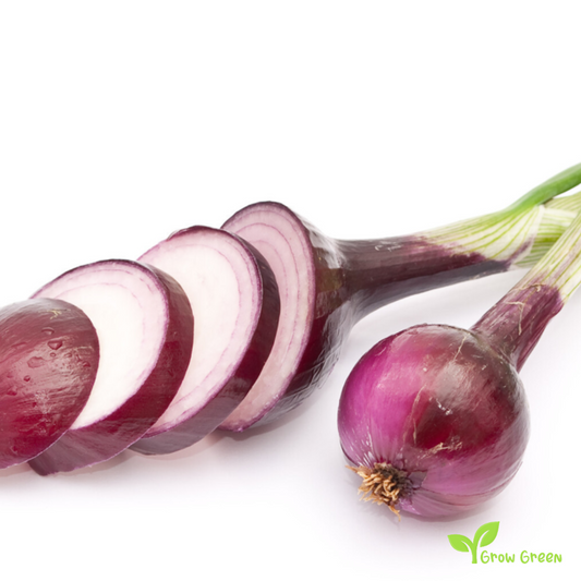 30 seeds of Onion Purple Spring - ALLIUM CEPA + Gift 5 seeds of Sunflower