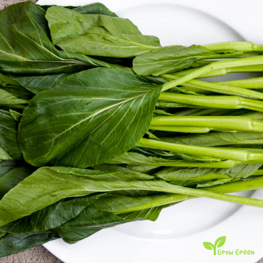 20 seeds of Choy Sum - BRASSICA RAPA + Gift 5 seeds of Sunflower