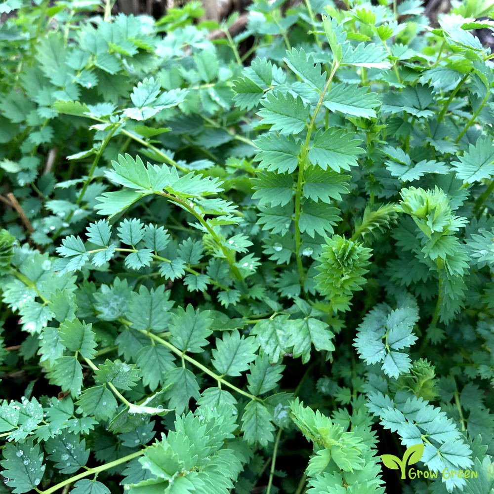 30 seeds of Burnet Salad - SANGUISORBA MINOR + Gift 5 seeds of Sunflower