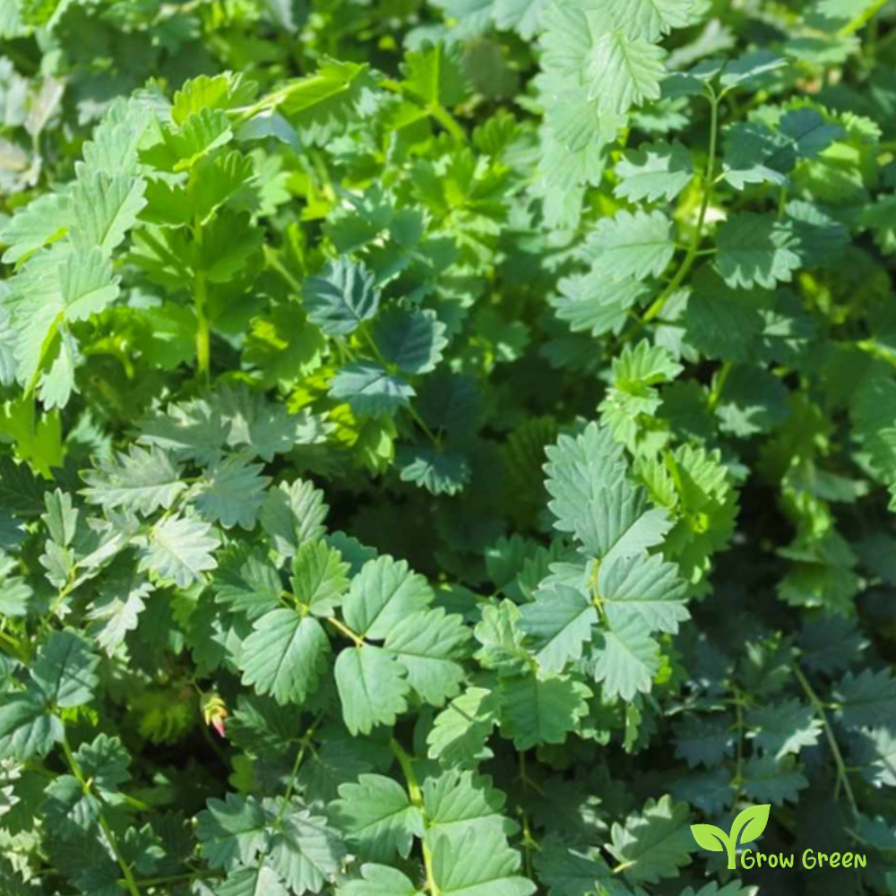 30 seeds of Burnet Salad - SANGUISORBA MINOR + Gift 5 seeds of Sunflower