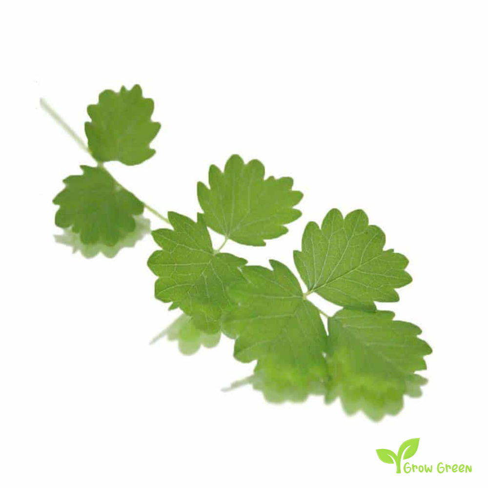 30 seeds of Burnet Salad - SANGUISORBA MINOR + Gift 5 seeds of Sunflower