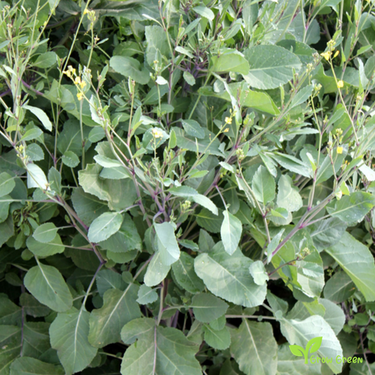 20 seeds of Ethiopian Mustard - BRASSICA CARINATA + Gift 5 seeds of Sunflower