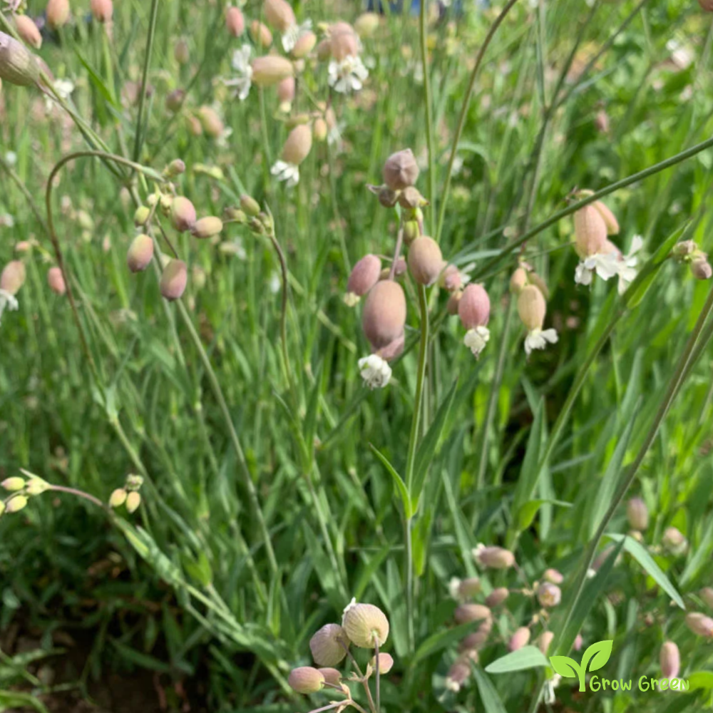 20 seeds of Bladder Campion - SILENE INFLATA VULGARIS + Gift 5 seeds of Sunflower