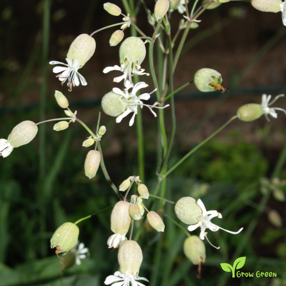 20 seeds of Bladder Campion - SILENE INFLATA VULGARIS + Gift 5 seeds of Sunflower