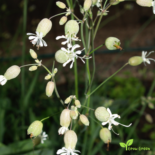 20 seeds of Bladder Campion - SILENE INFLATA VULGARIS + Gift 5 seeds of Sunflower