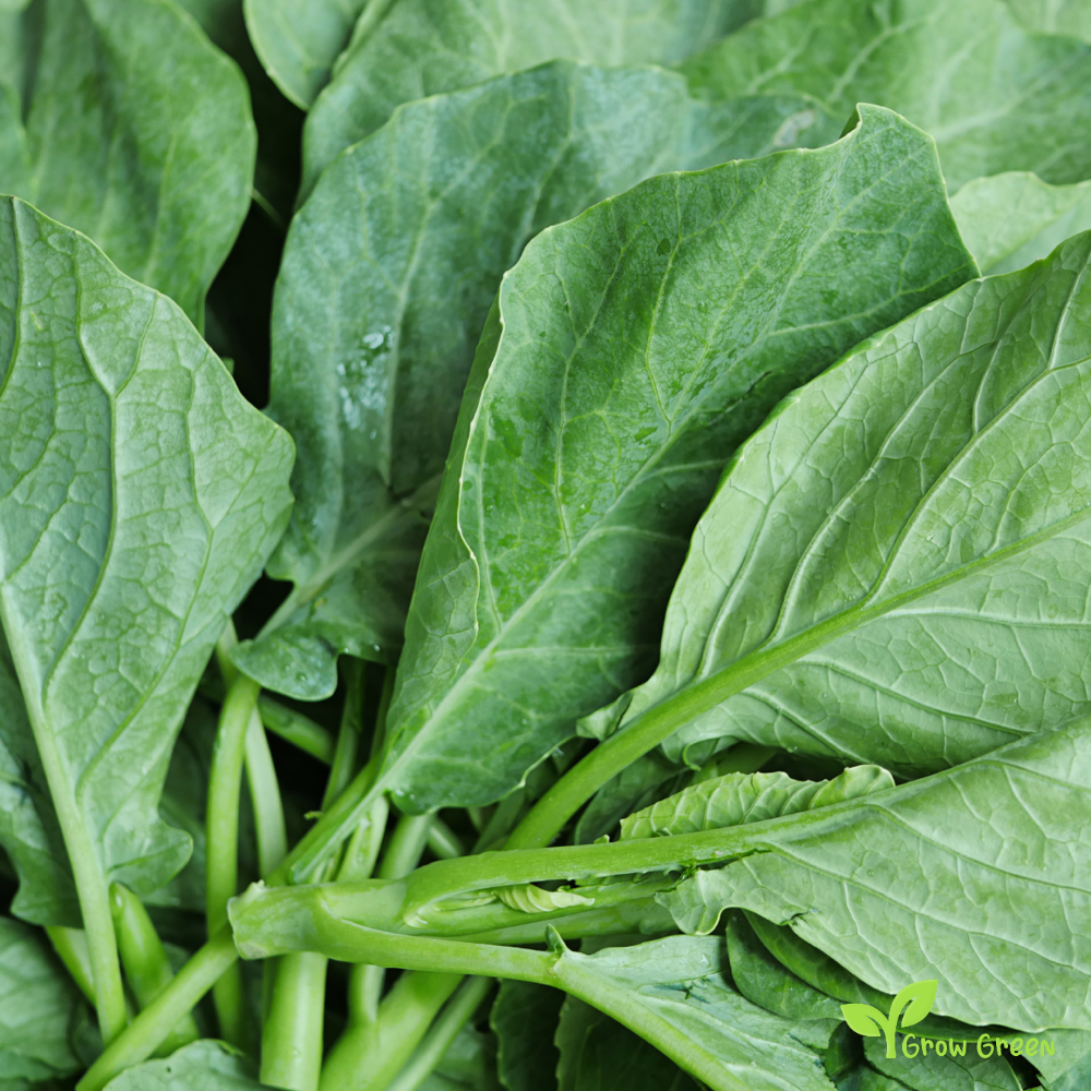 20 seeds of Gai Lan - BRASSICA OLERACEA - Chinese Kale + Gift 5 seeds of Sunflower