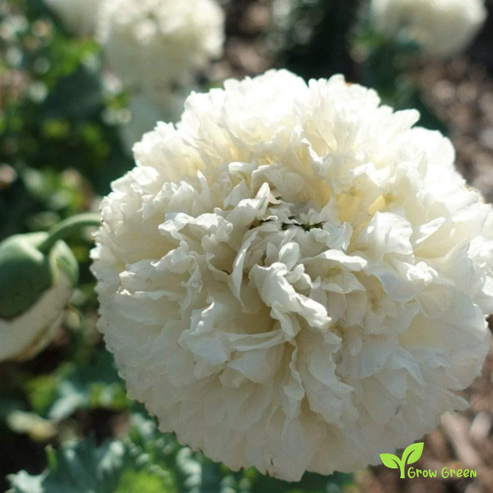 Creamy Peony Poppy (papaver) | 10 seeds