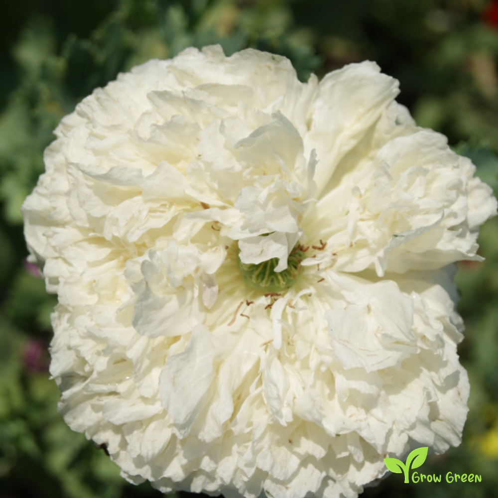 Creamy Peony Poppy (papaver) | 10 seeds