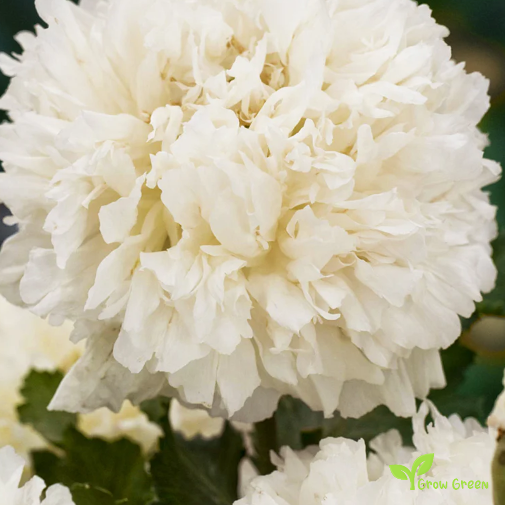 Creamy Peony Poppy (papaver) | 10 seeds