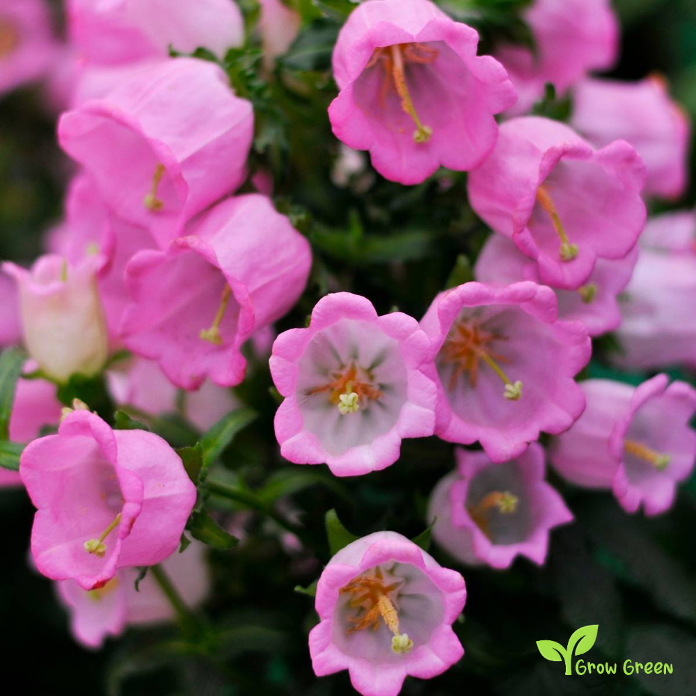 30 seeds of Pink Canterbury Bells - CAMPANULA MEDIUM + Gift 5 seeds of Sunflower